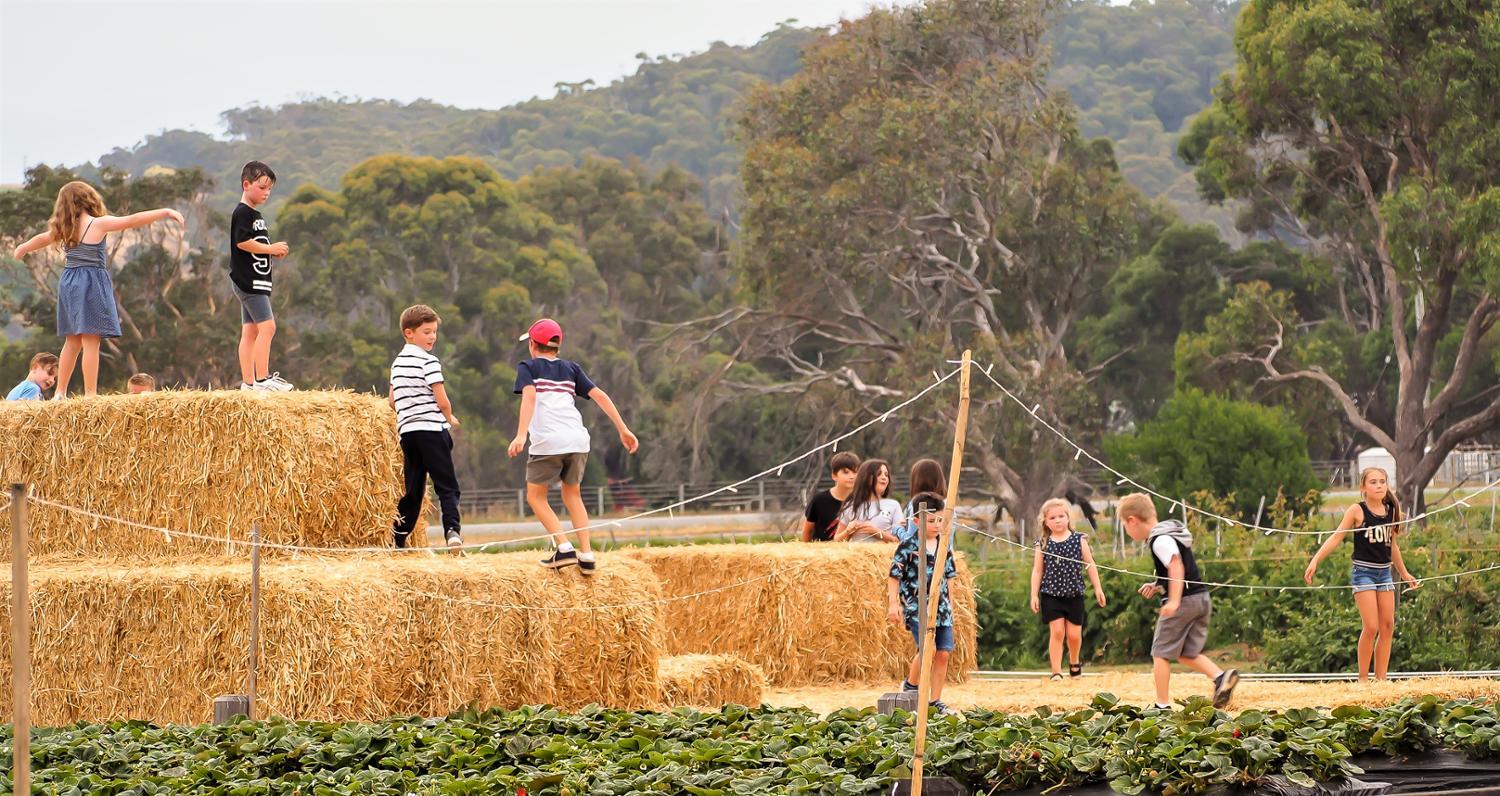 The Berry Patch Turners Beach